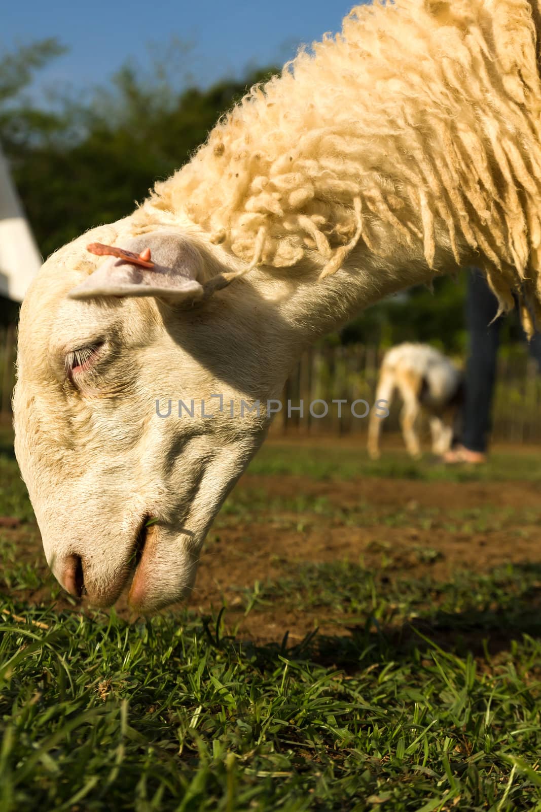Sheep  in the farm in a sunny day.