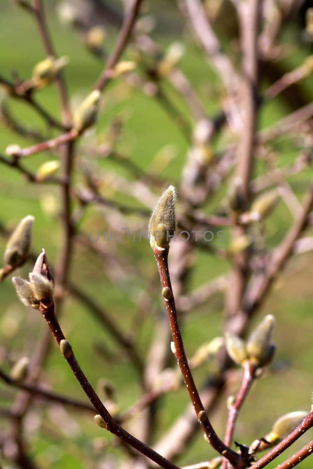 buds on a tree by lifeinapixel