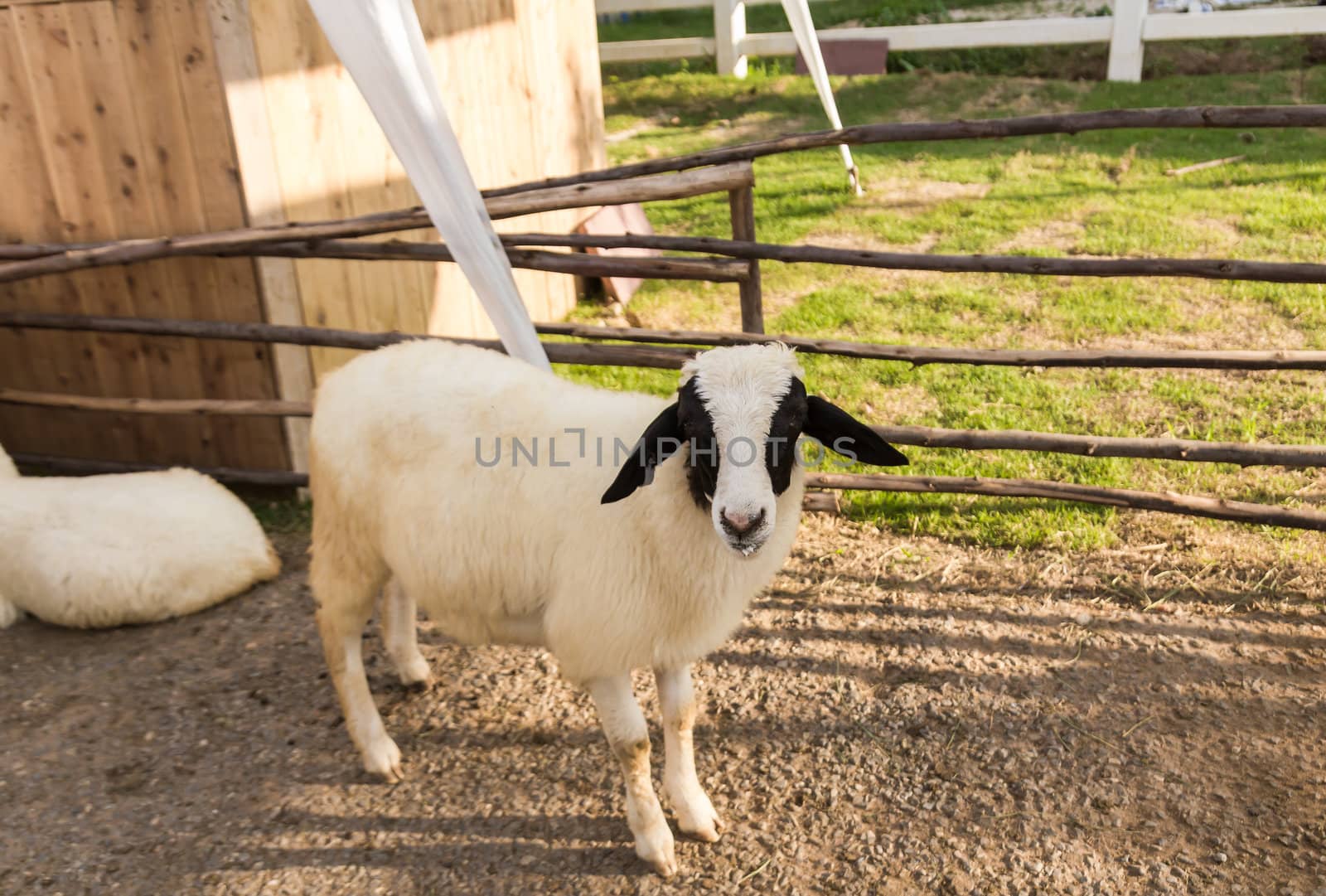 Sheep  in the farm in a sunny day.
