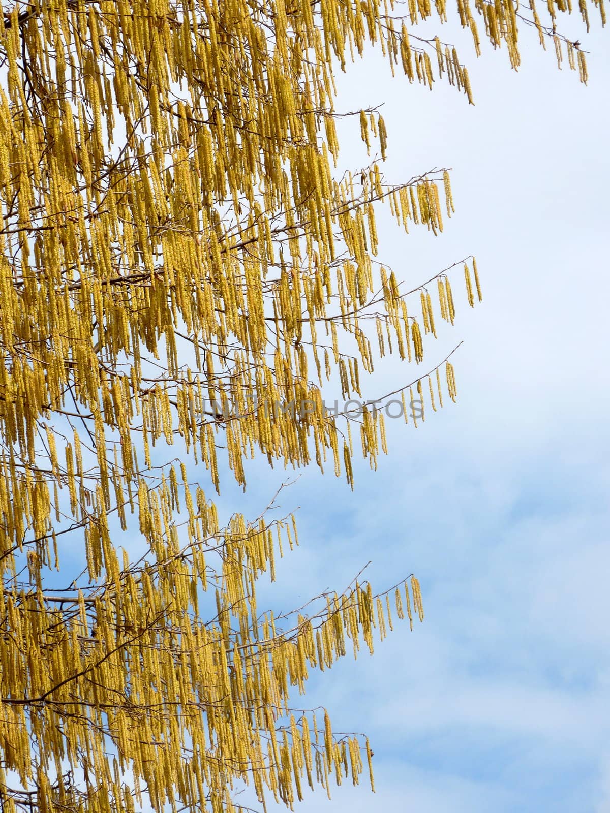 Birch tree catkins by lifeinapixel