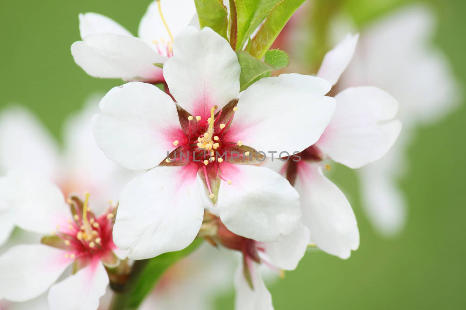 beautiful white blossom on tree at spring