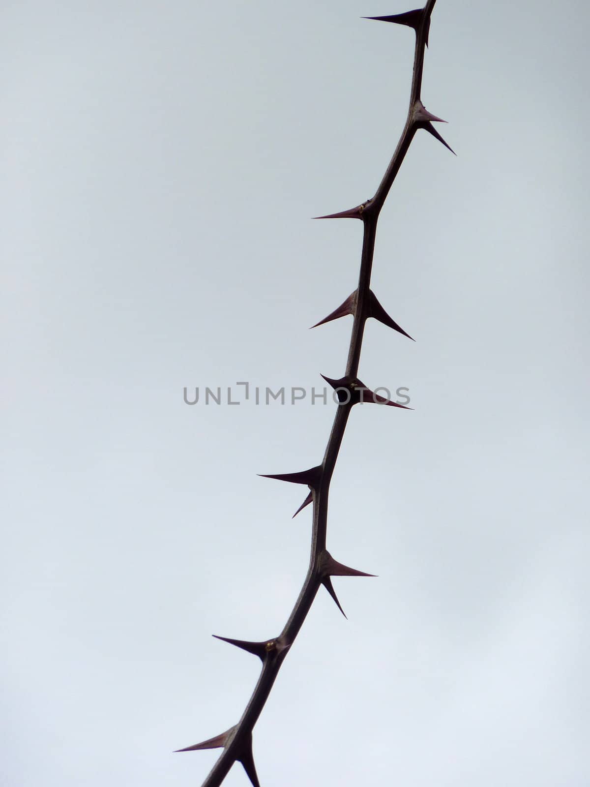 Twig with thorns, isolated on cloudy sky