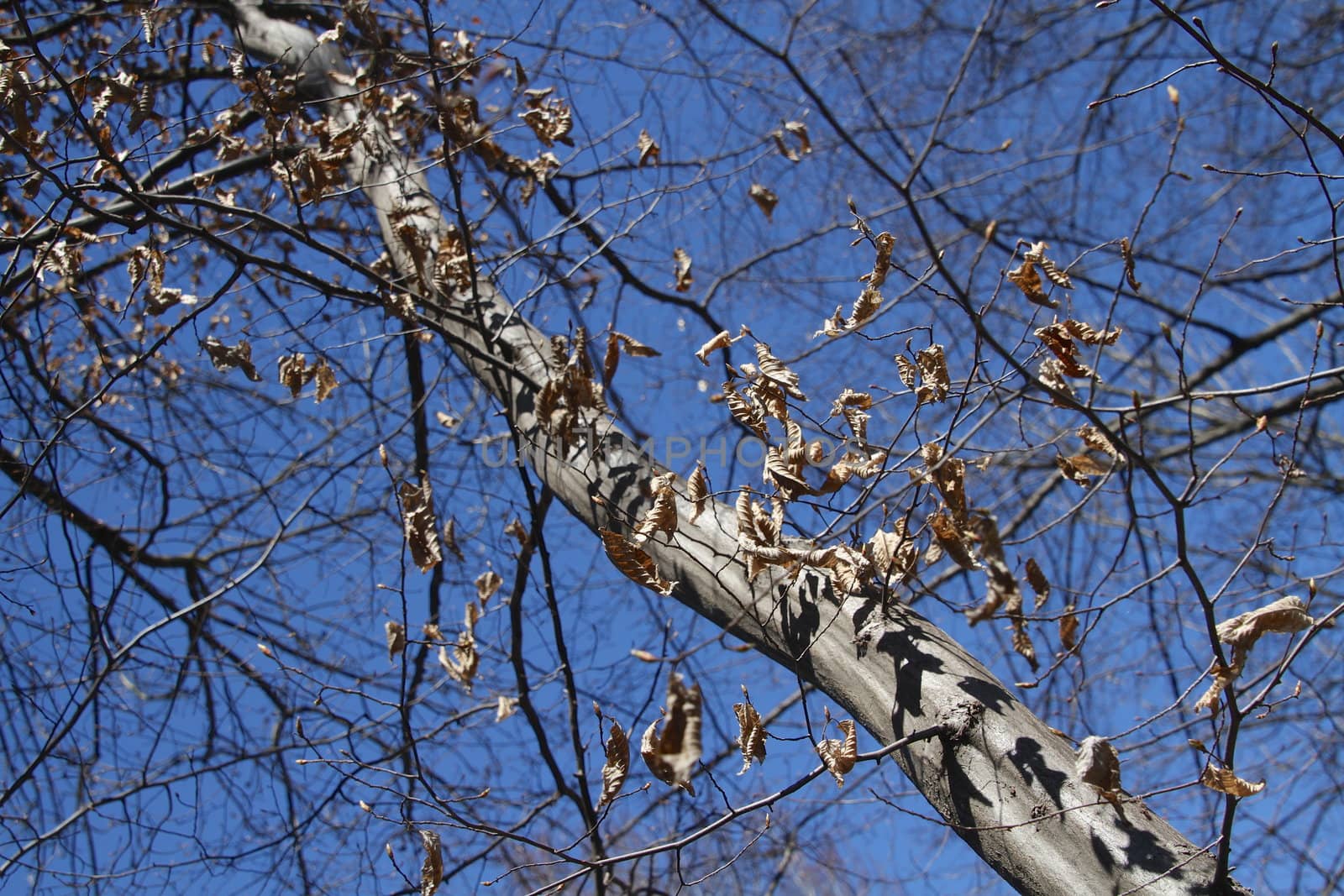 Autumn branches of fruit trees against the sky by lifeinapixel