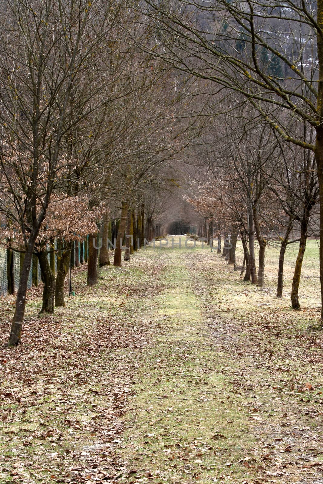 Pathway through the autumn park with fallen leaves