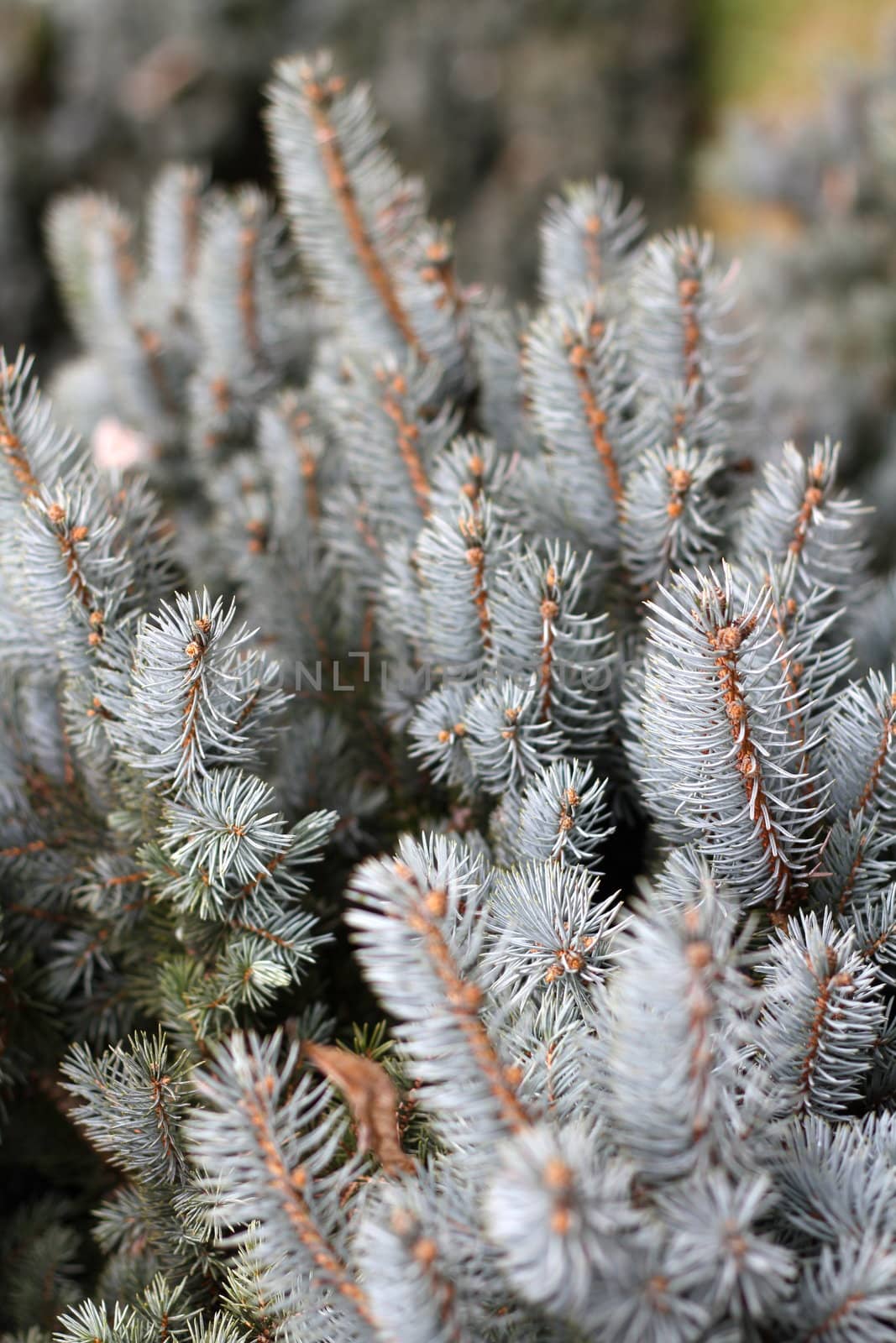 Young branches of decoratively cut fir. Pine needles.