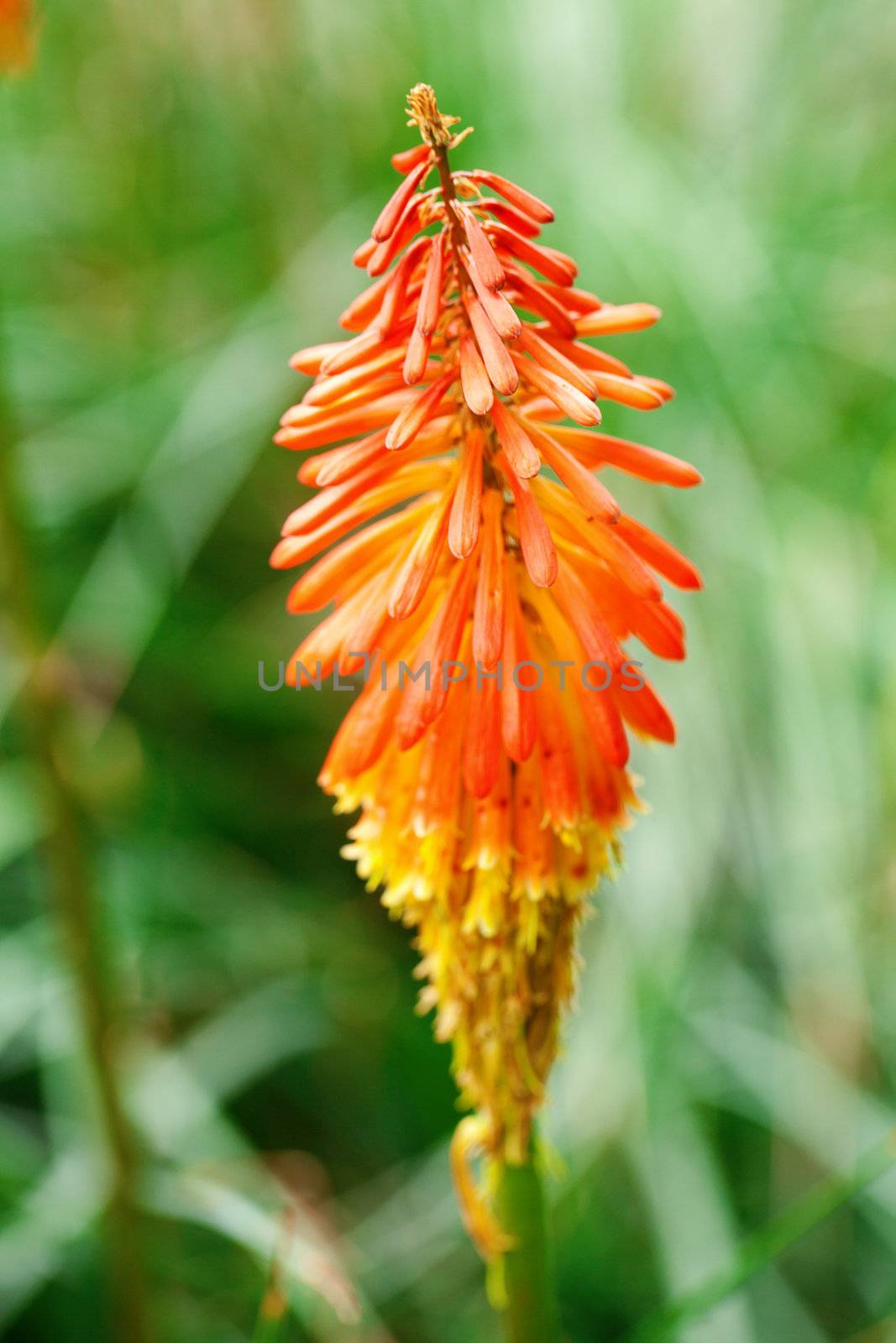 beautiful orange tropical flower of  kniphofia