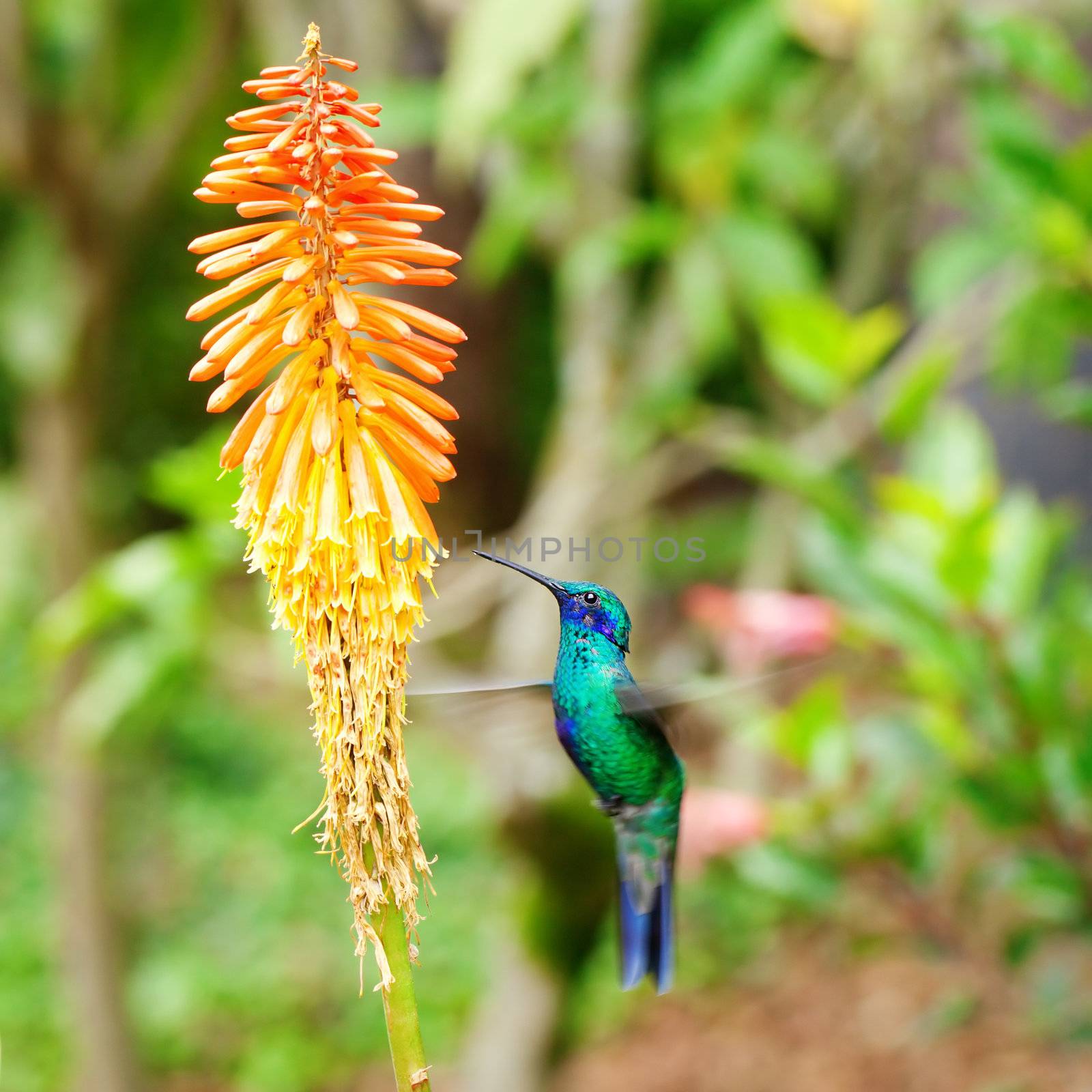 beautiful blue green hummingbird flying over a tropical orange flower kniphofia