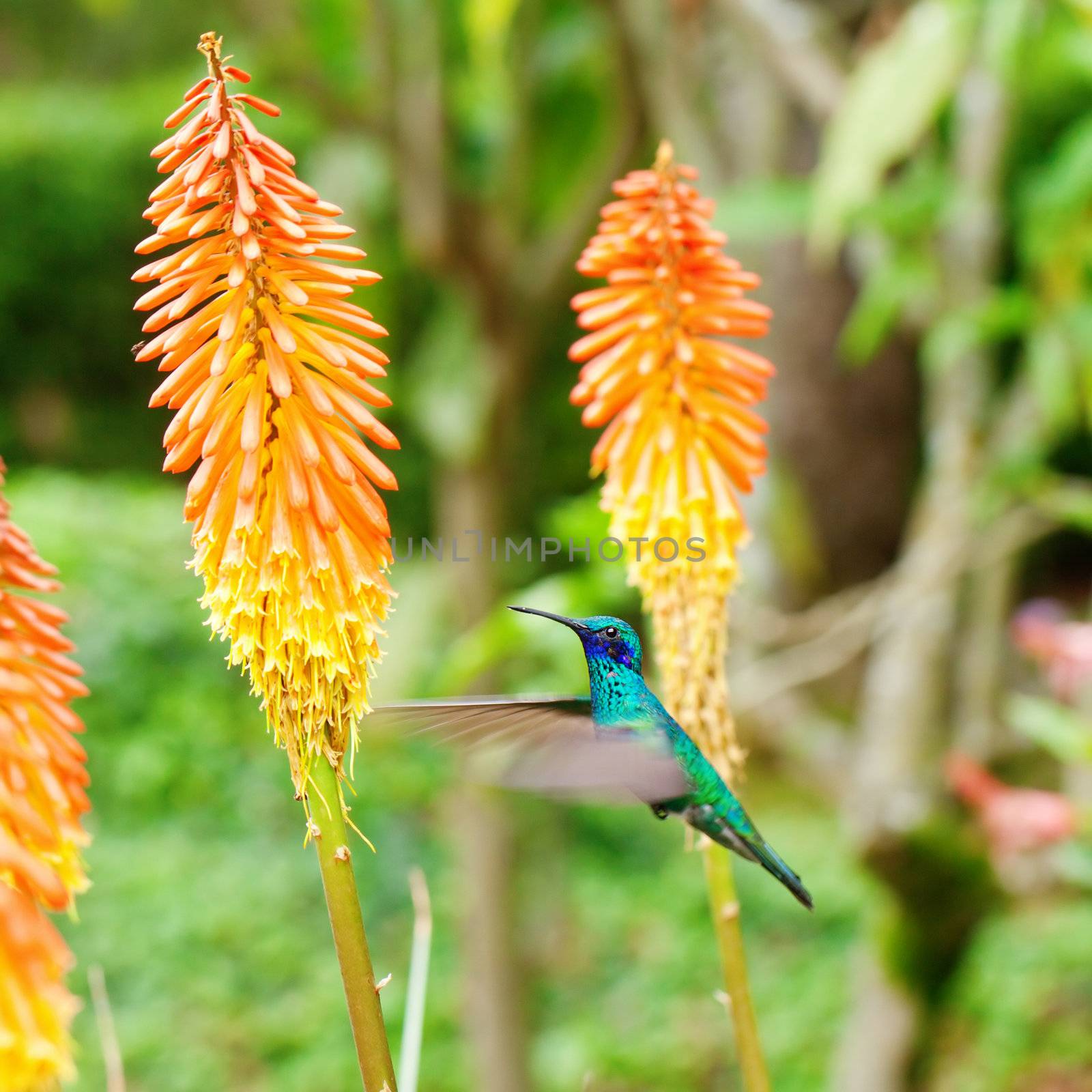 beautiful blue green hummingbird flying over a tropical orange f by jannyjus