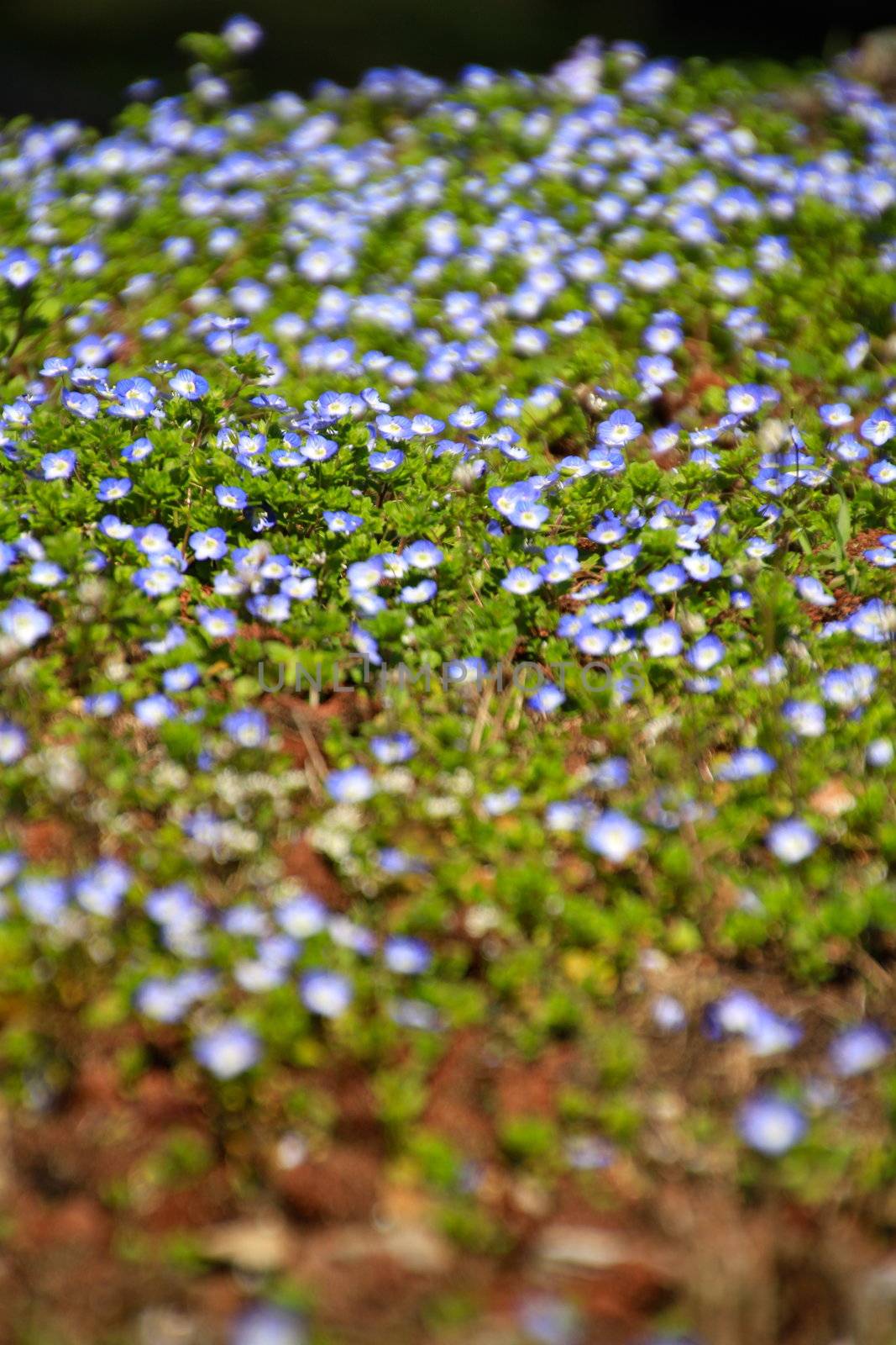 Myosotis flowers on a meadow by lifeinapixel