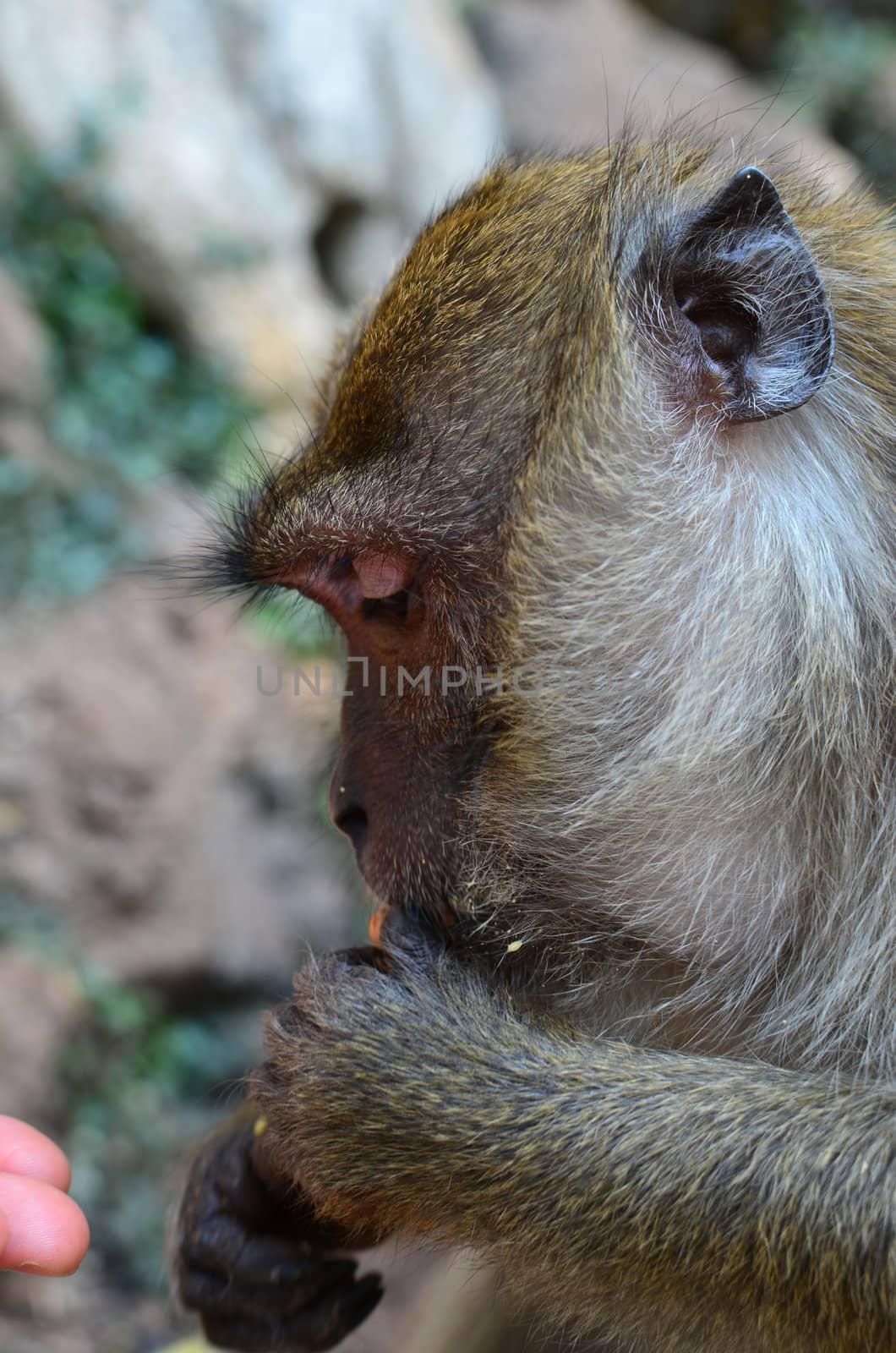 A macaque monkey in thailand eating corn