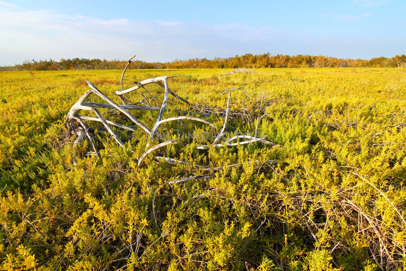 Coastal prairie of Everglades National Park dominated by saltwort (Batis Maritima)