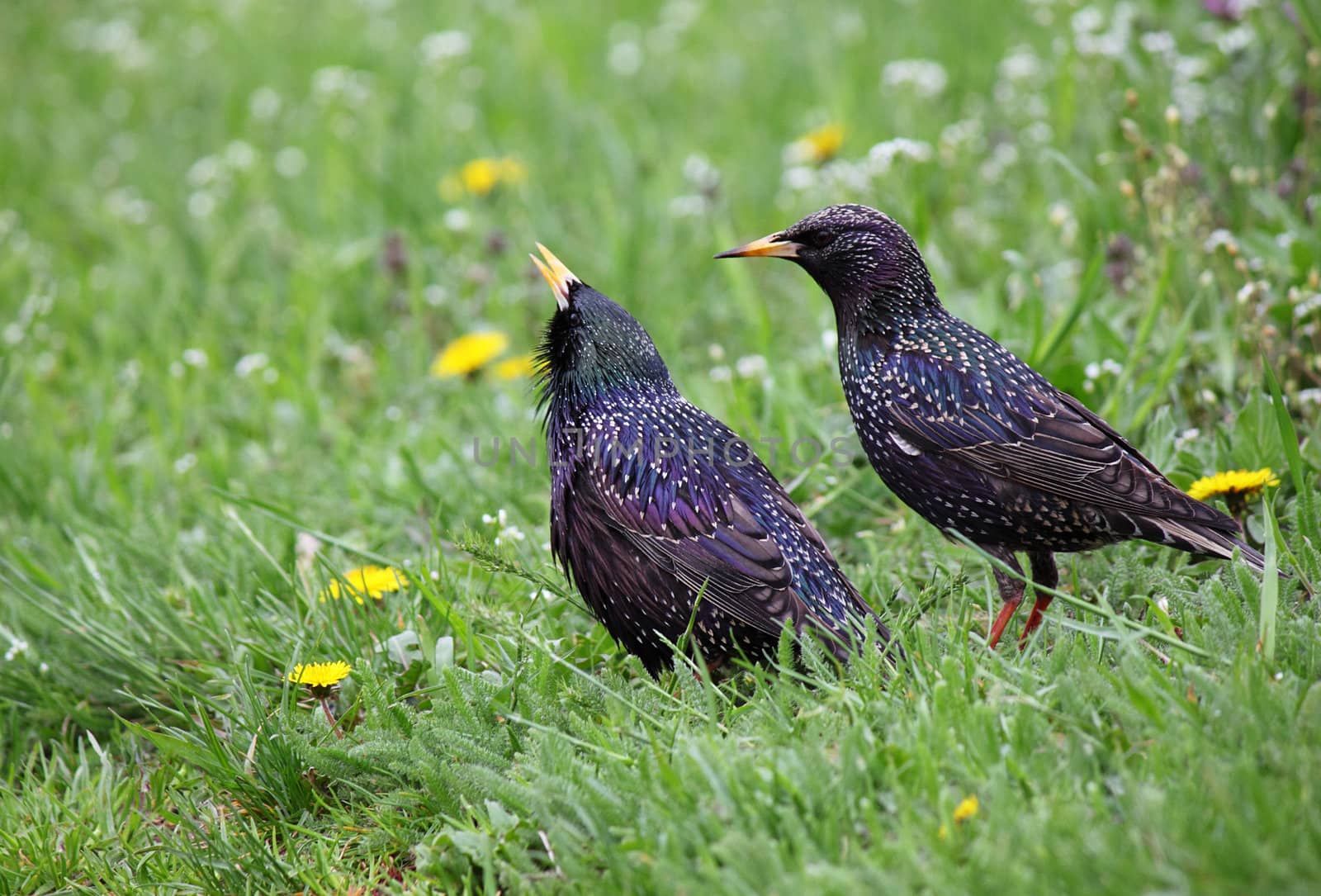 pair of common starlings in green grass