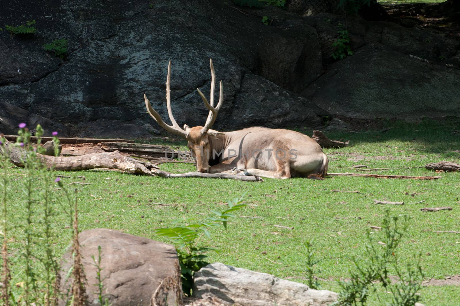 deer in zoo