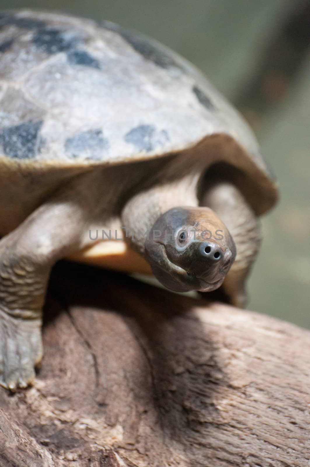 closed up turtle