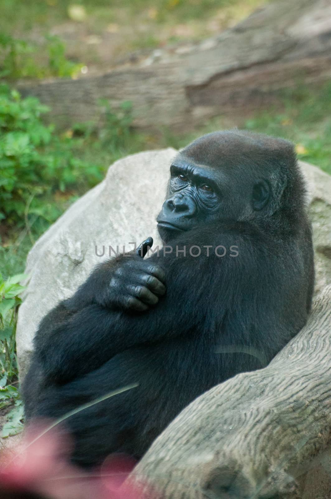 leader of orangutan in zoo