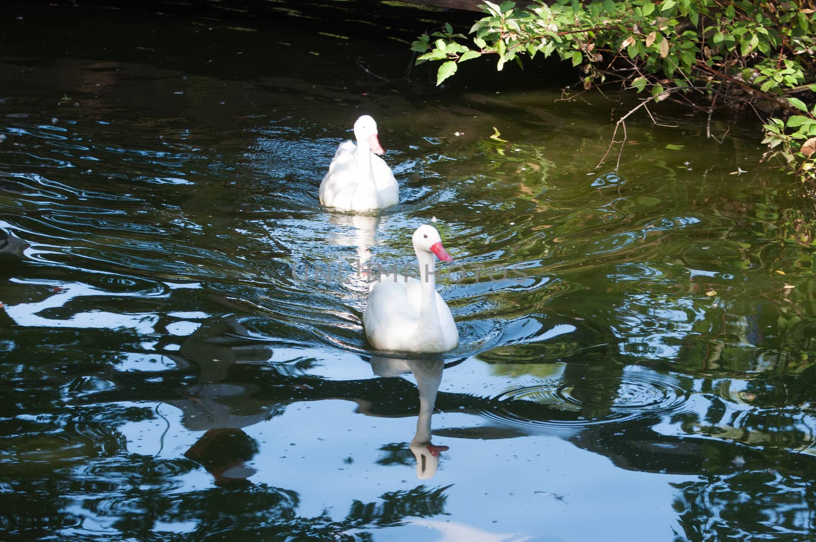 ducks on the water