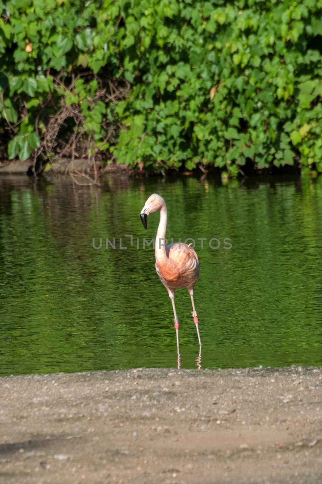 flamingo is finding fish