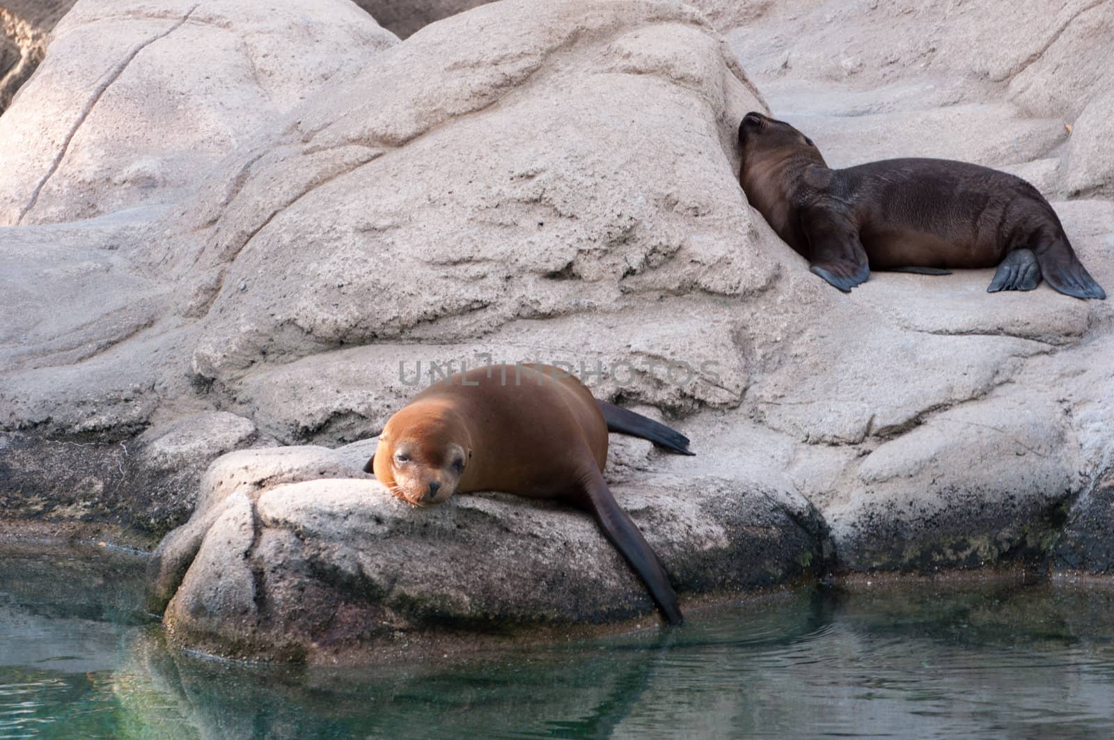seal fall asleep