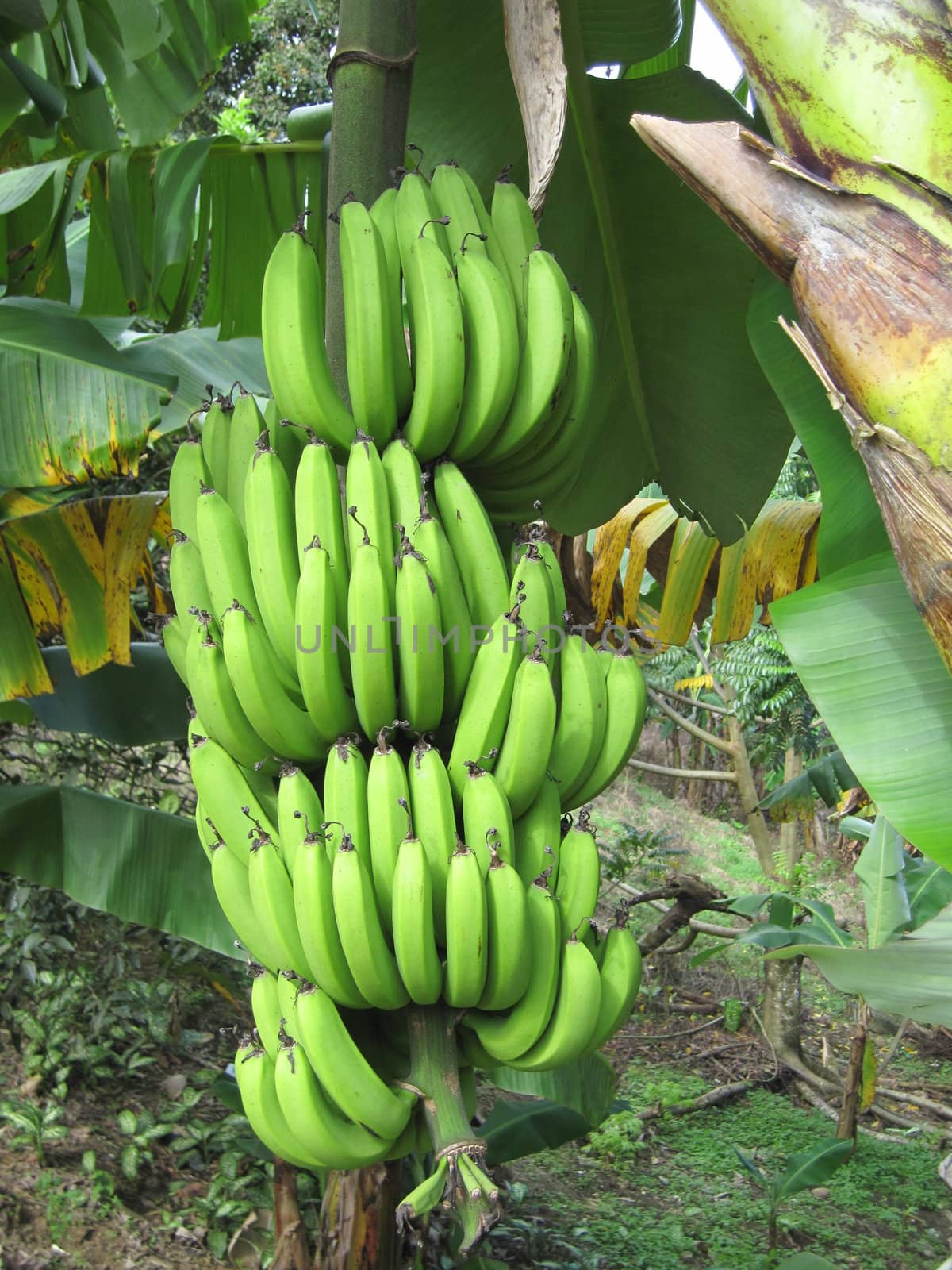 Bananas by sainaniritu