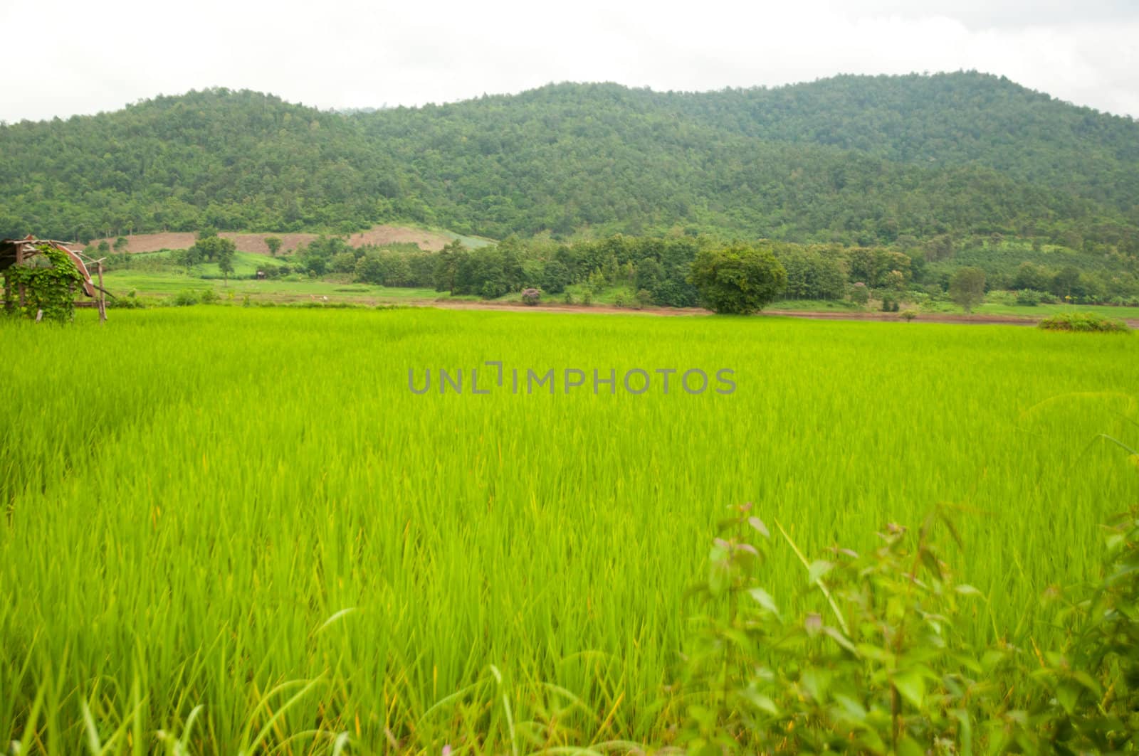 rice field