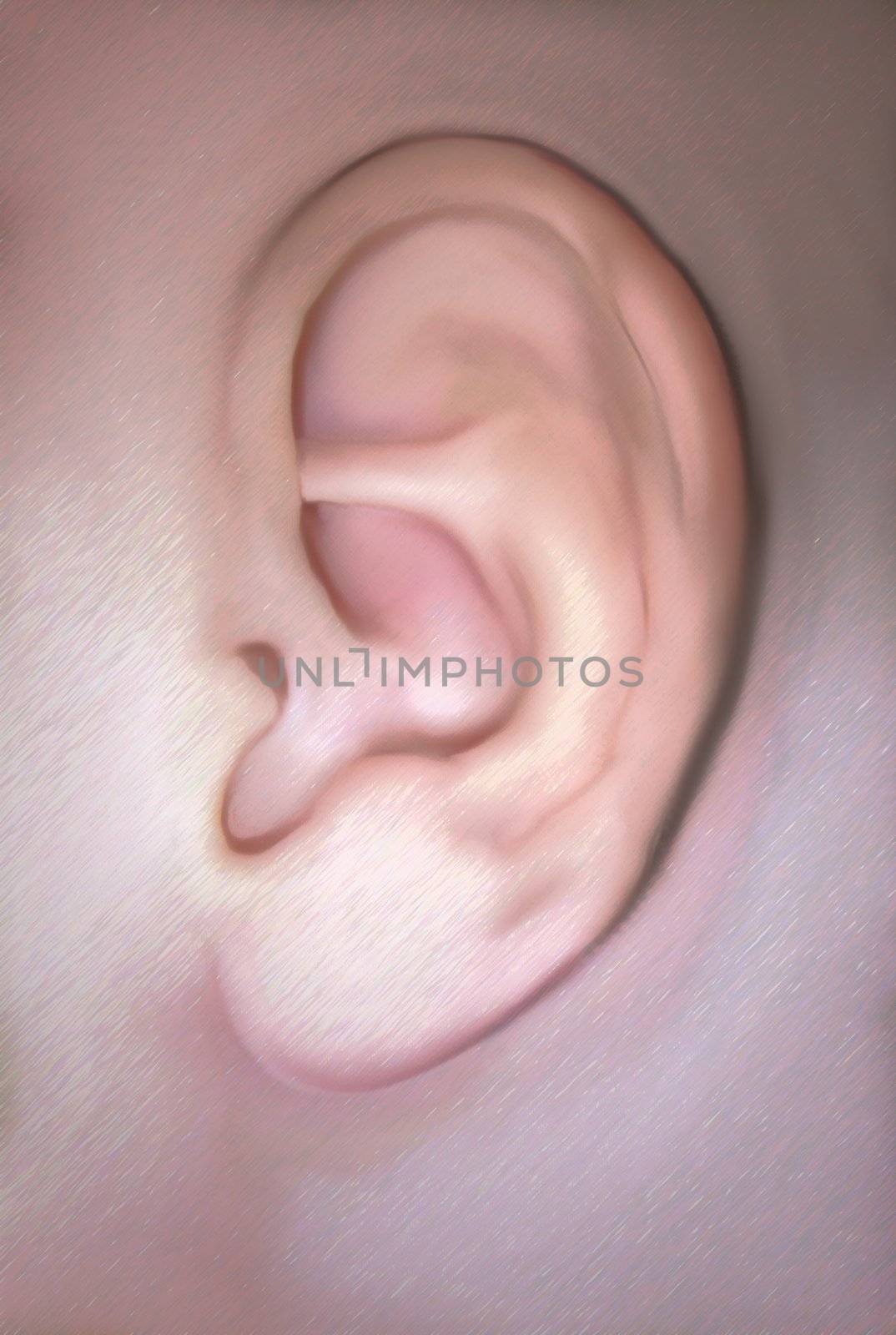 Illustration of the human ear