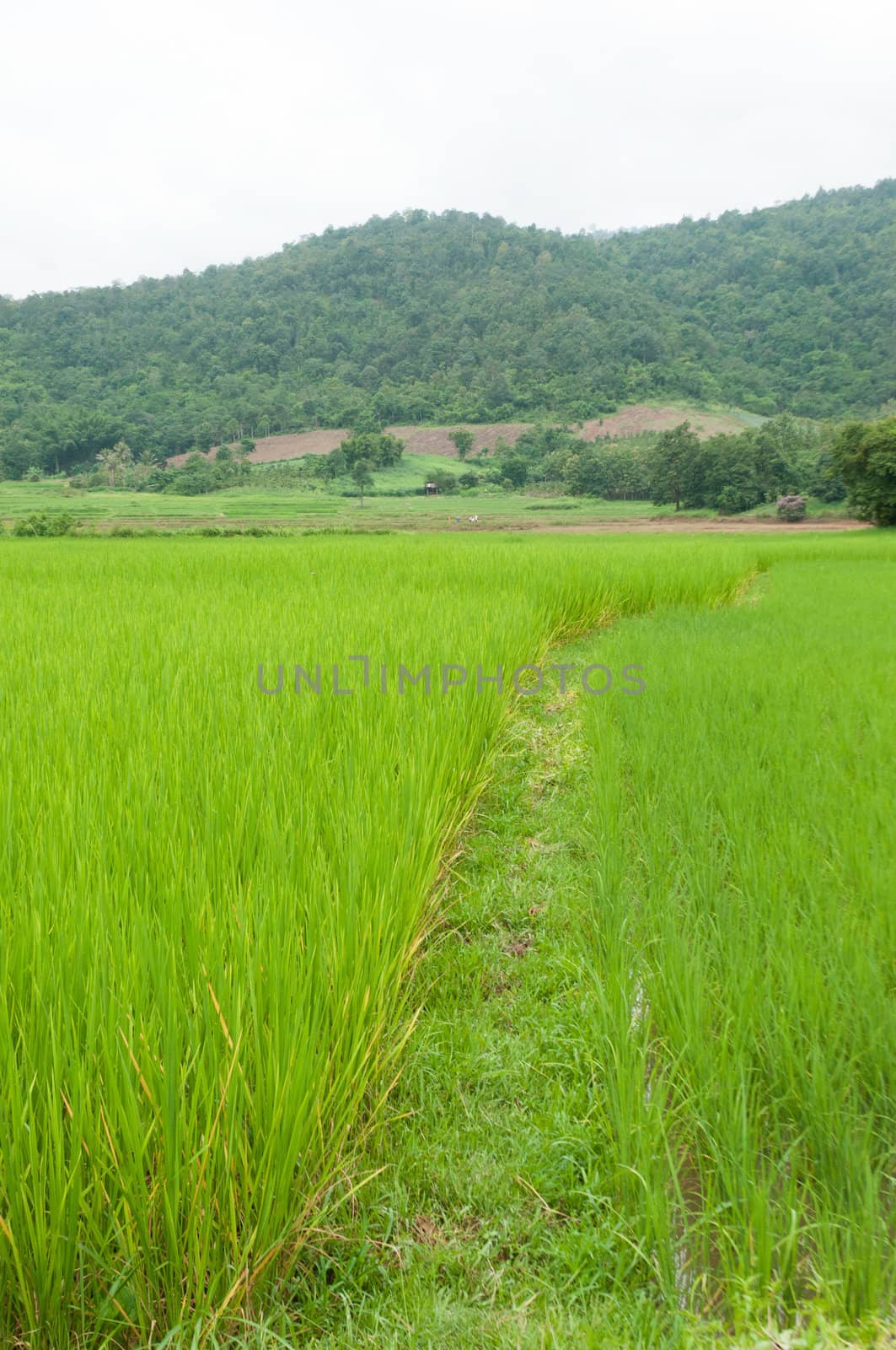rice field 
