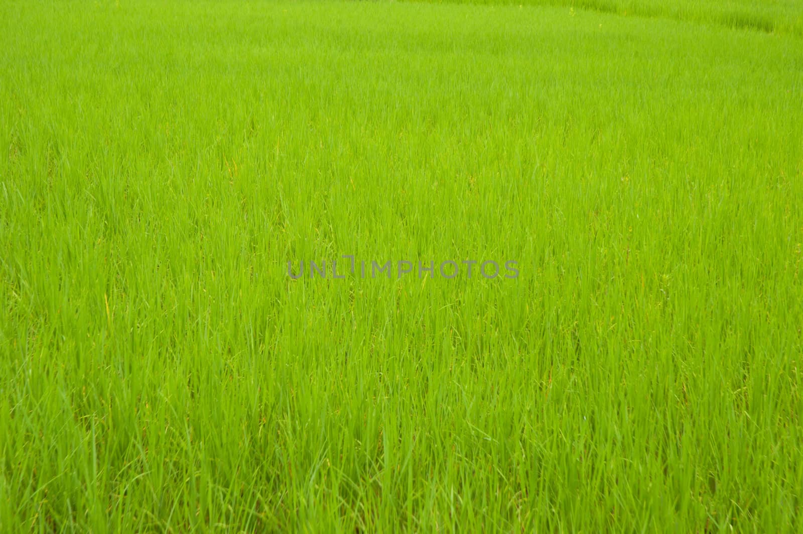 rice field 