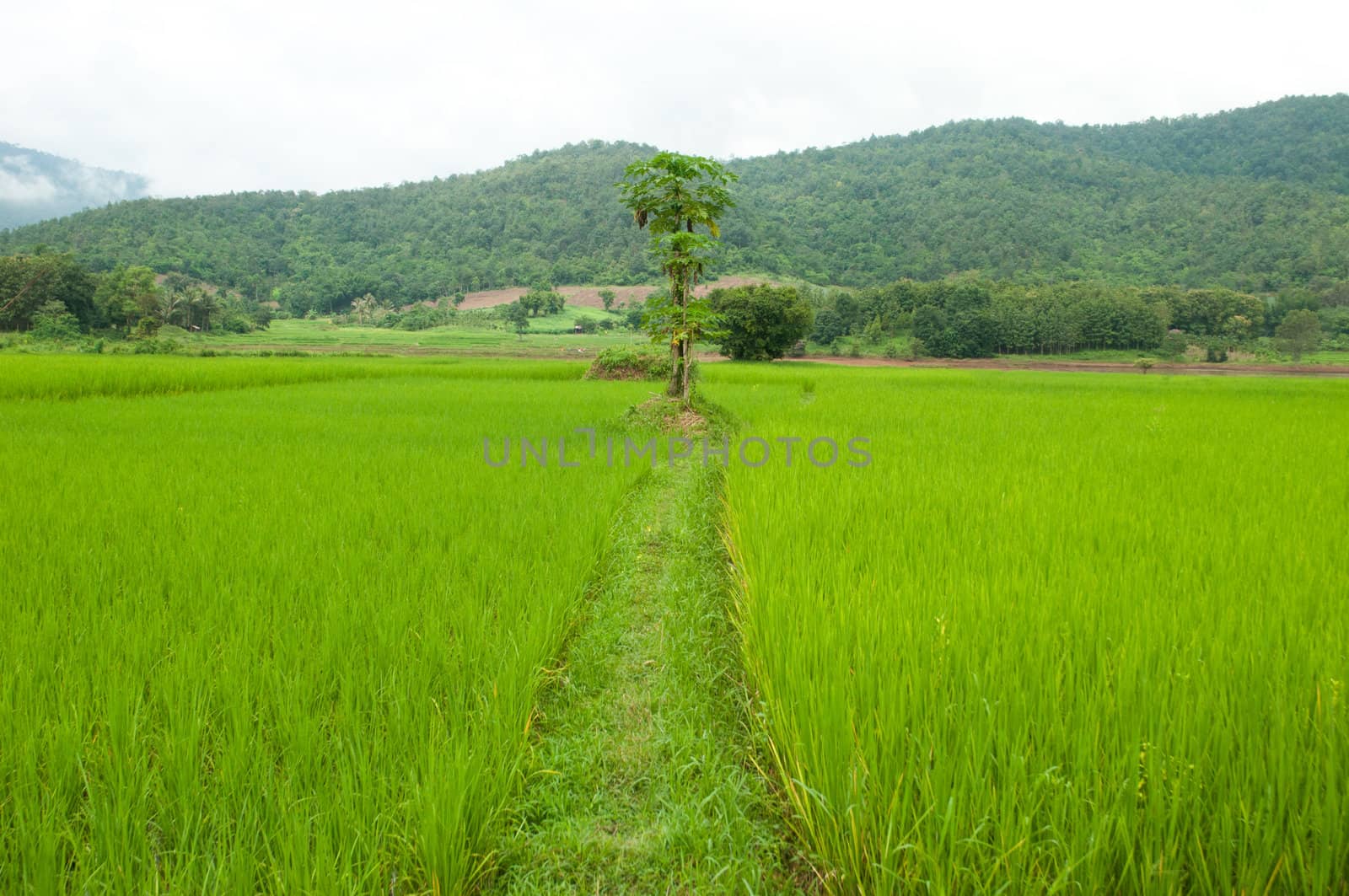 rice field 