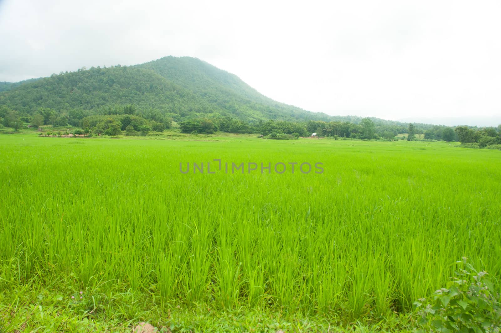 rice field 