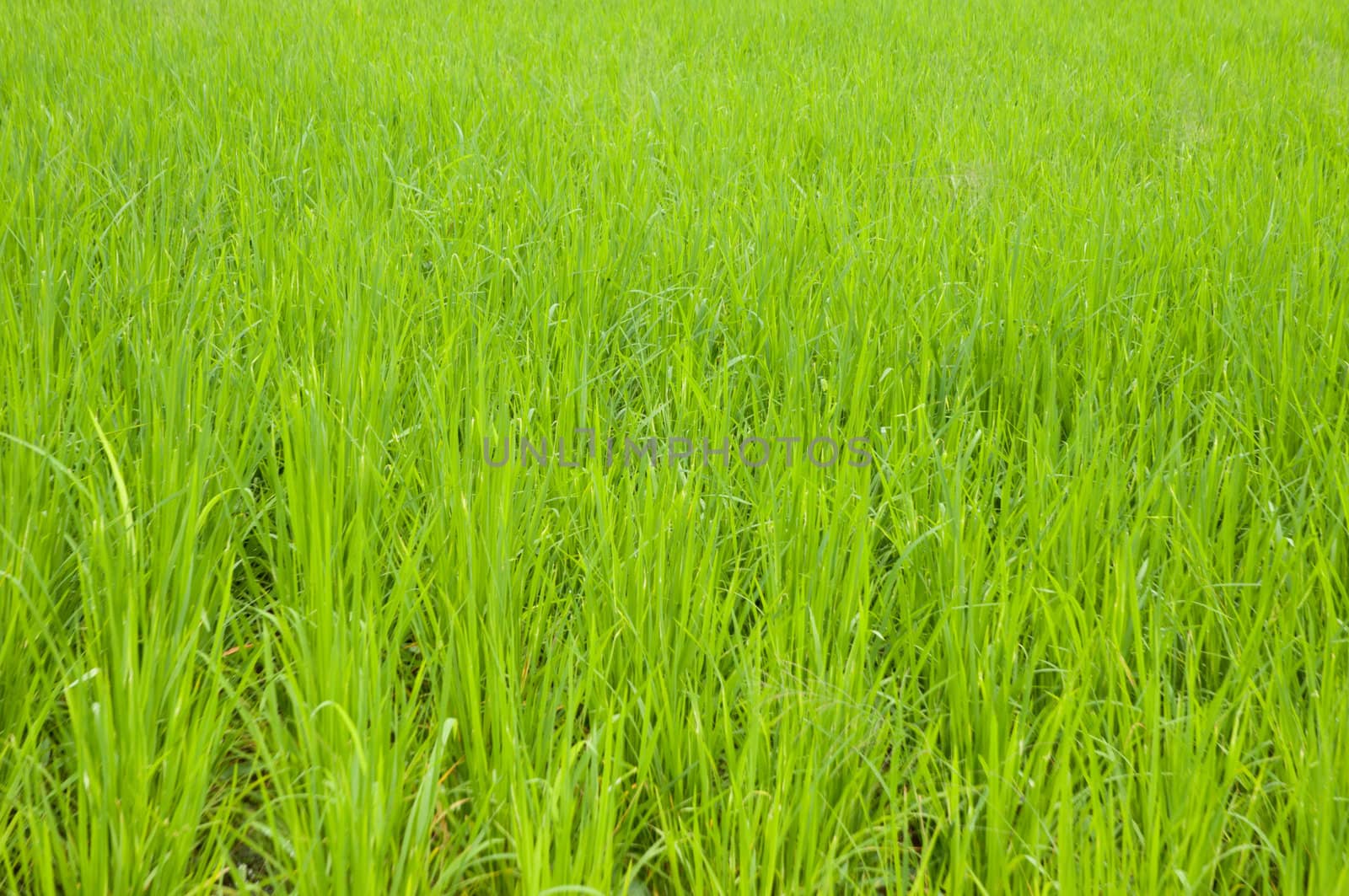 rice field 