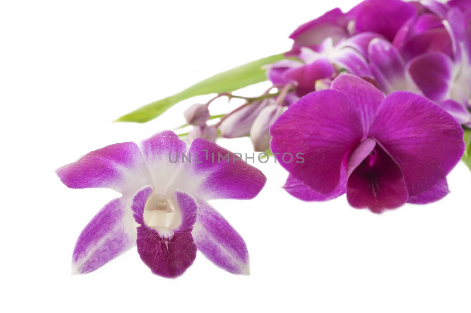 Orchid with isolated background