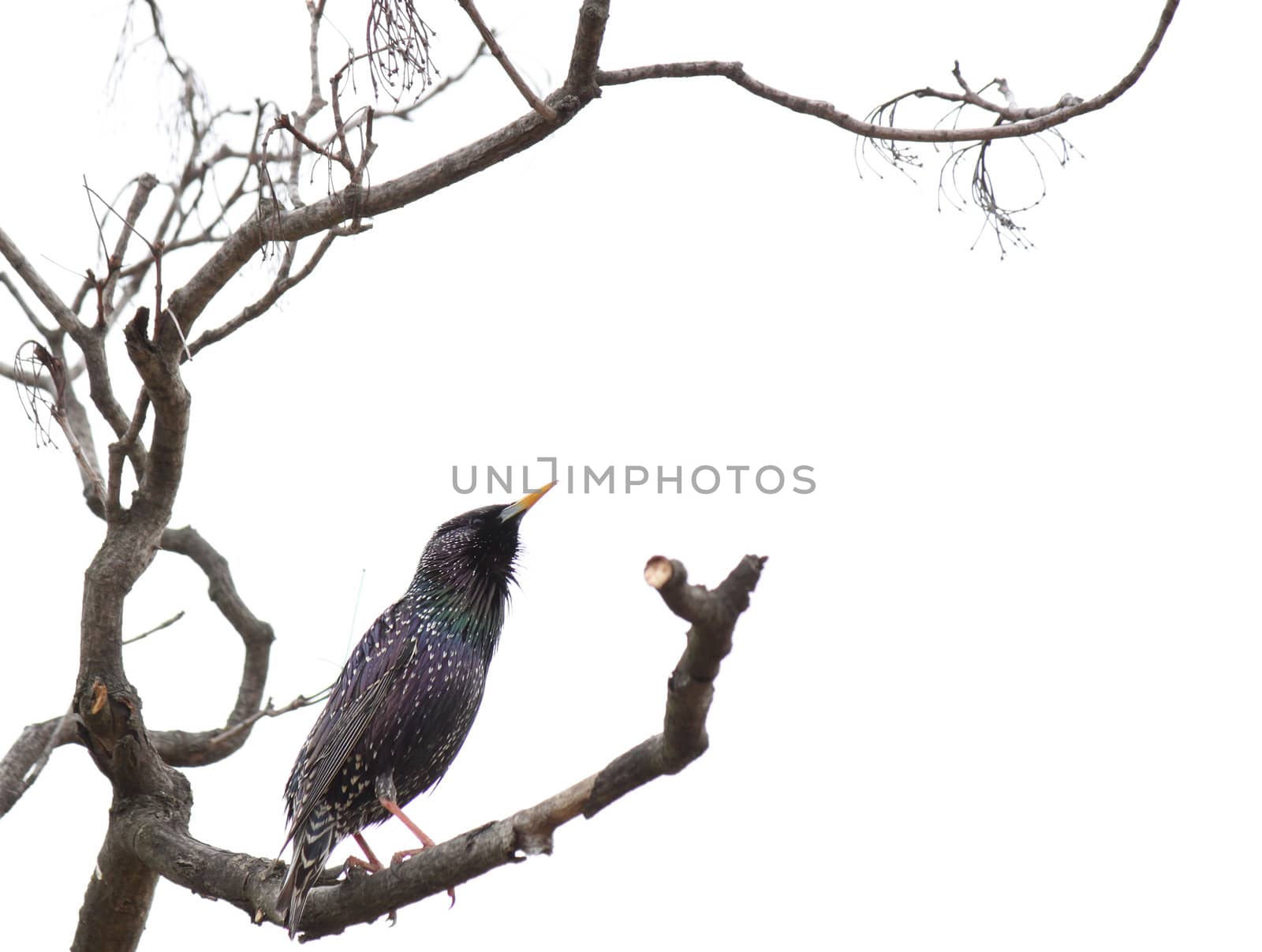 starling on branch of tree by romantiche