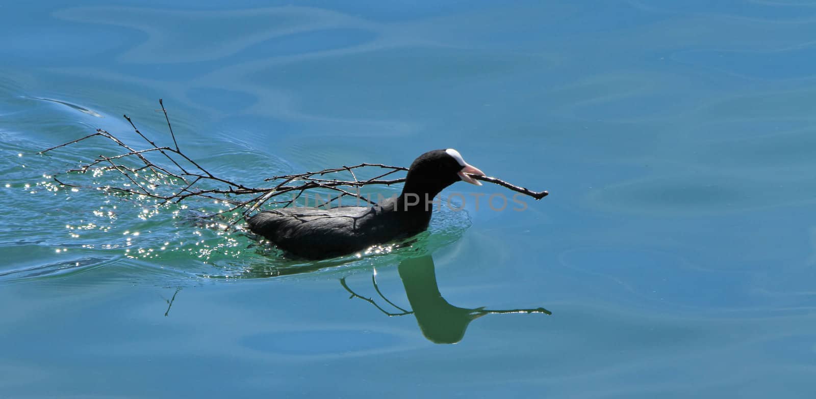 Black and white coot duck holding a branch while swimming on the water