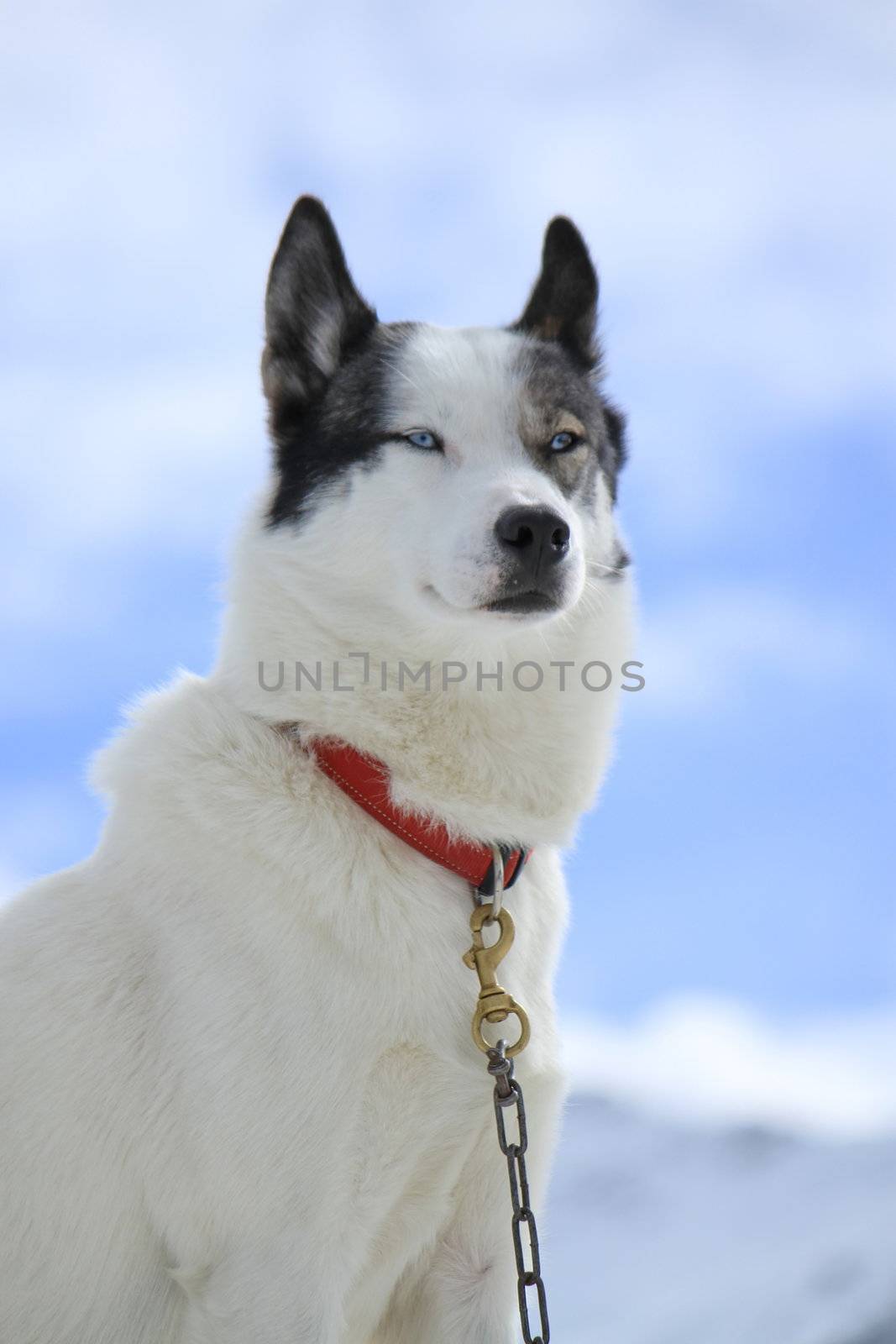 Siberian husky dog wearing red necklace portrait and cloudy sky background