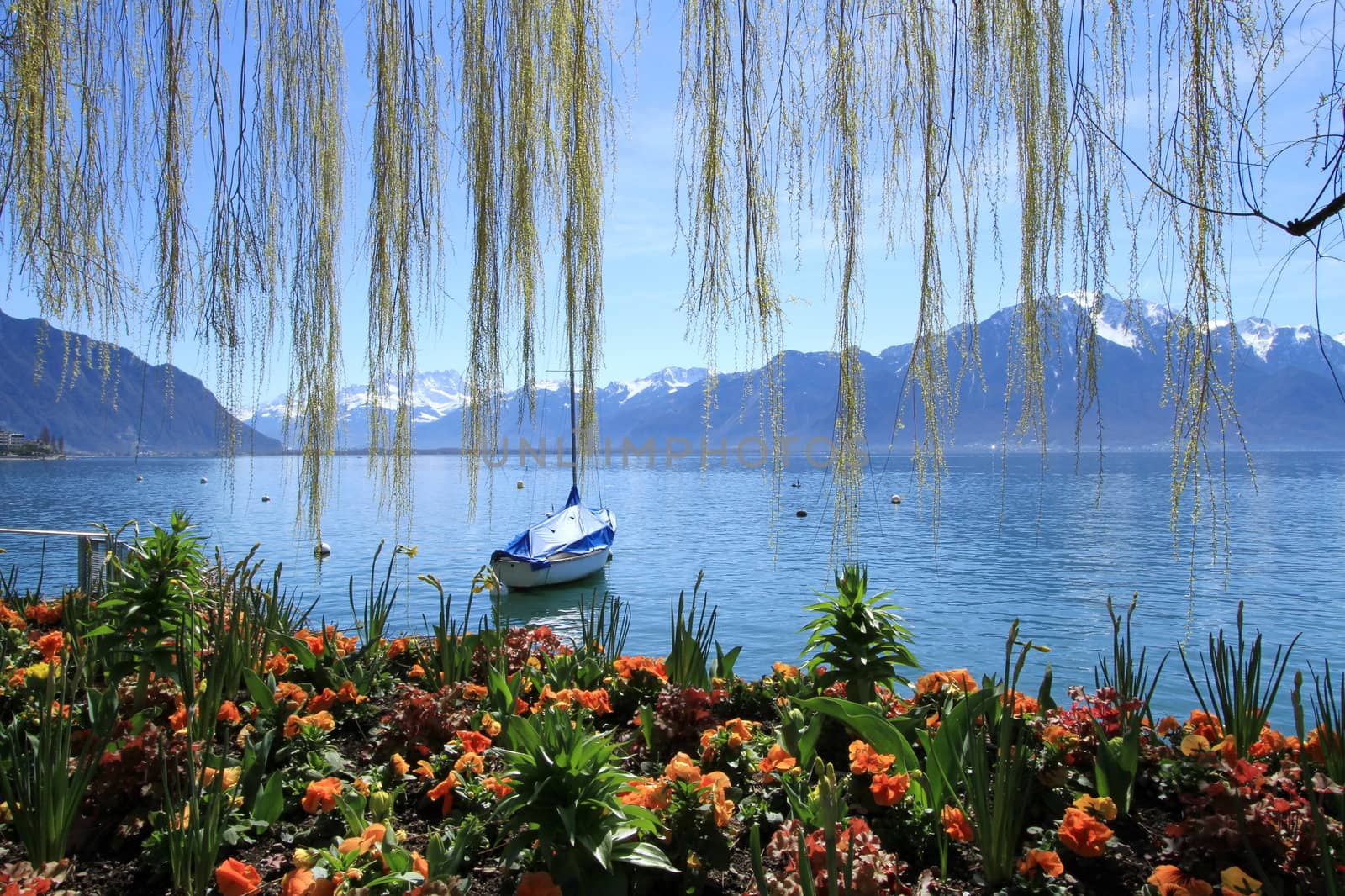 Colorful flowers at springtime at Geneva lake, Montreux, Switzerland. See little boat and Alps mountains in the background.