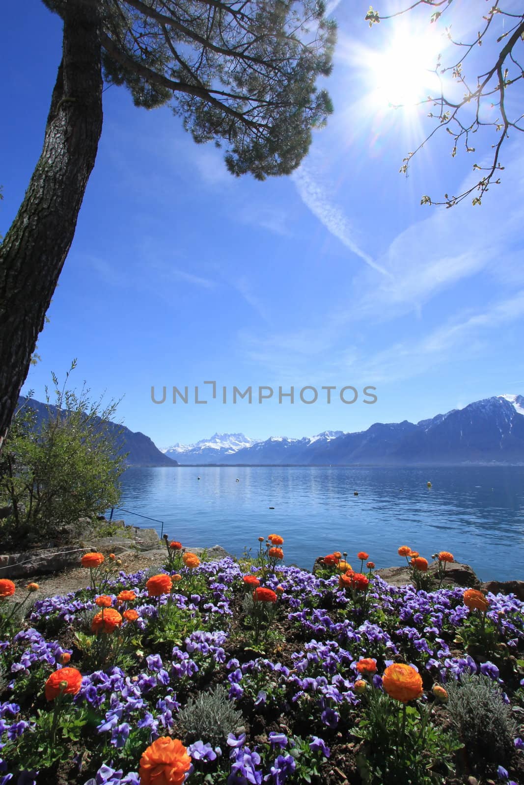 Colorful flowers at springtime at Geneva lake, Montreux, Switzerland. See Alps mountains in the background.
