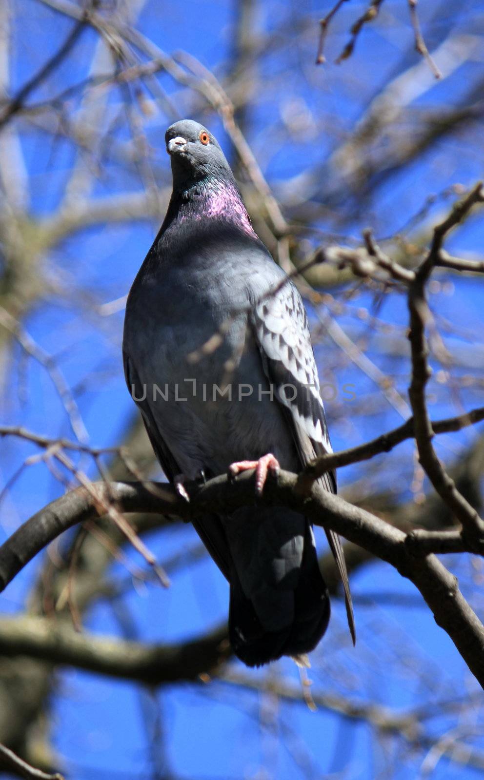 Grey pigeon standing quietly on a branch of winter tree by beautiful weather