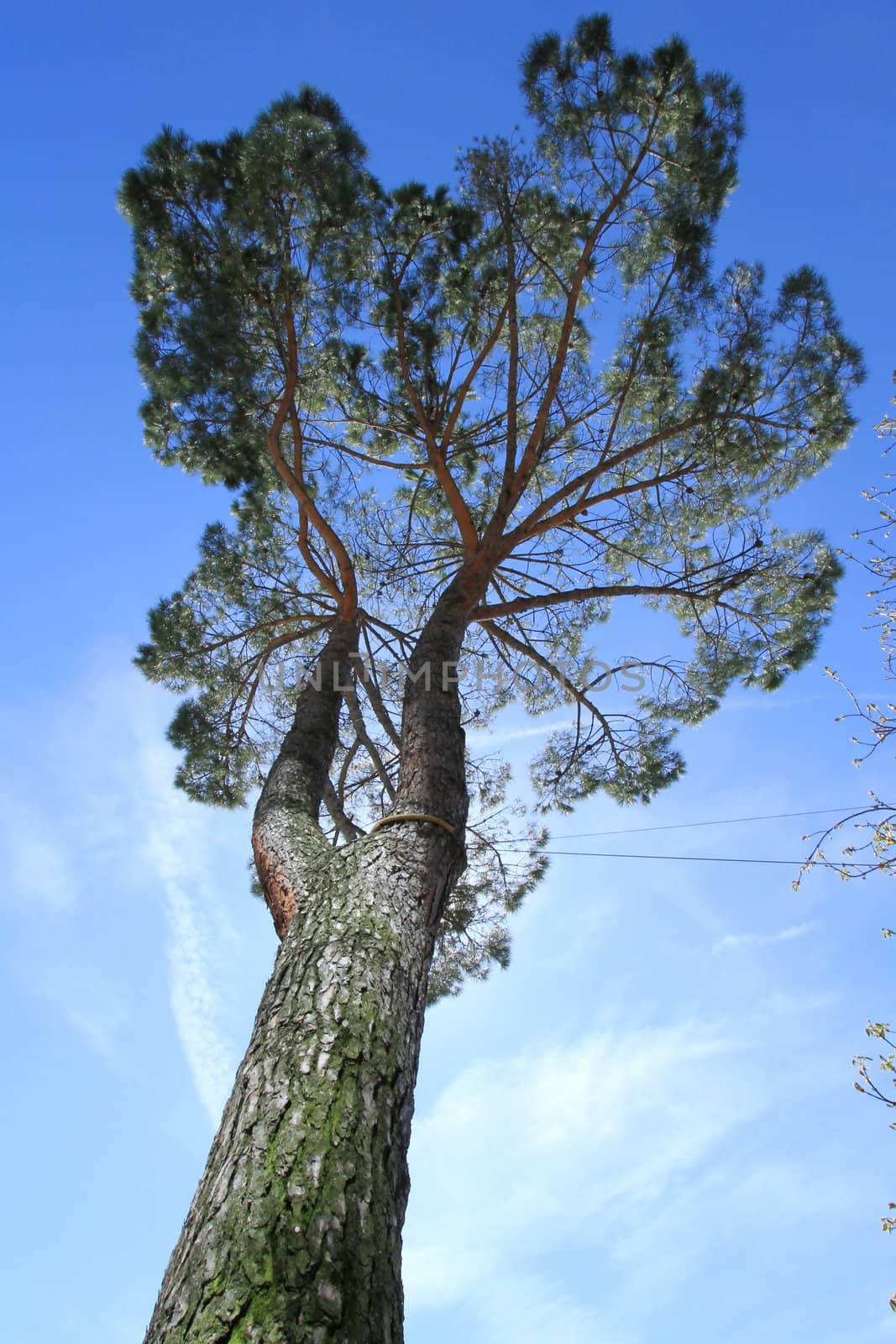 Umbrella pine picture from above and blue sky, typical in south Europe