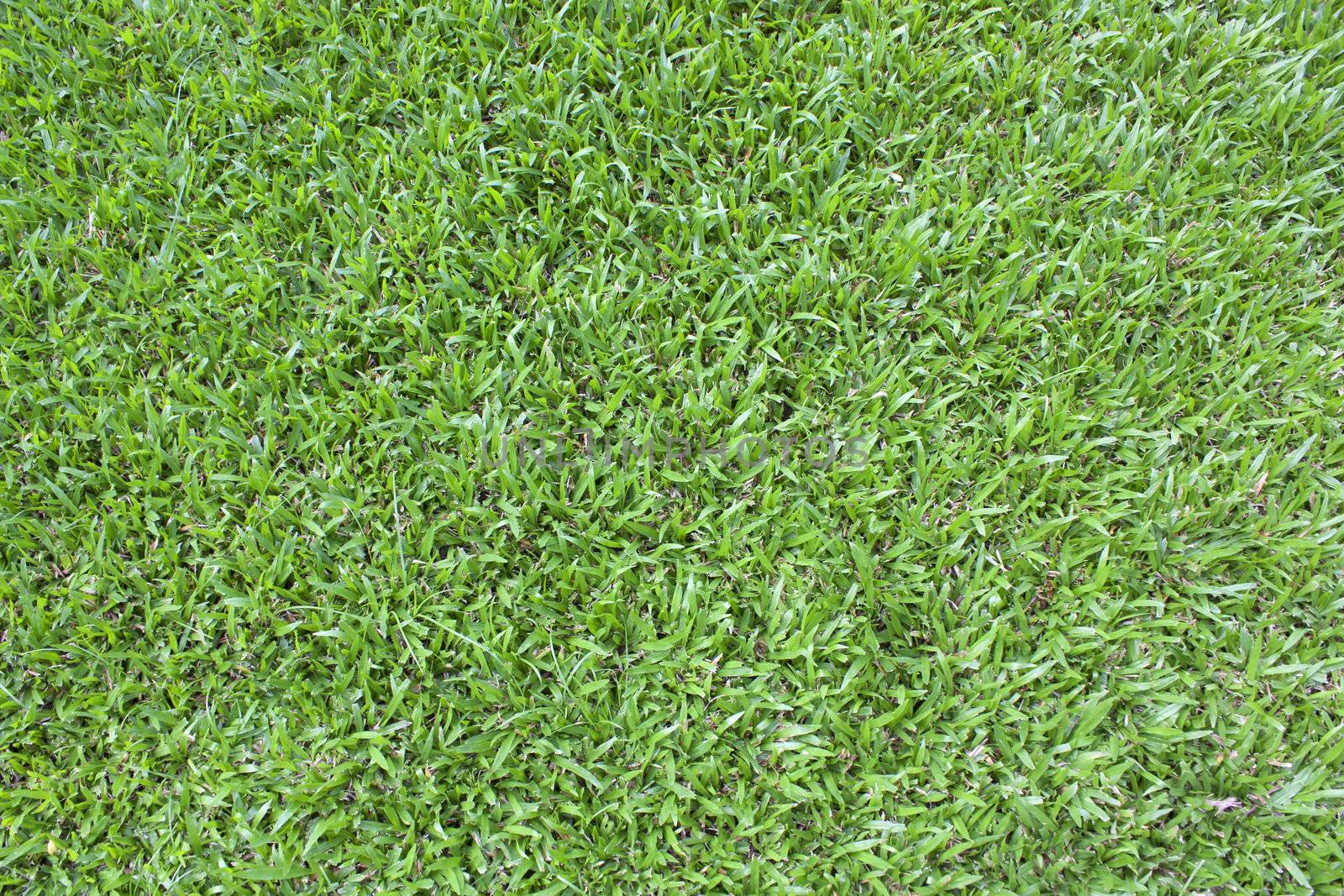 Beautiful green grass texture from golf course