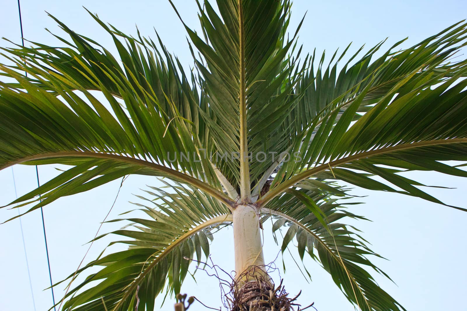 nipa palm in the garden