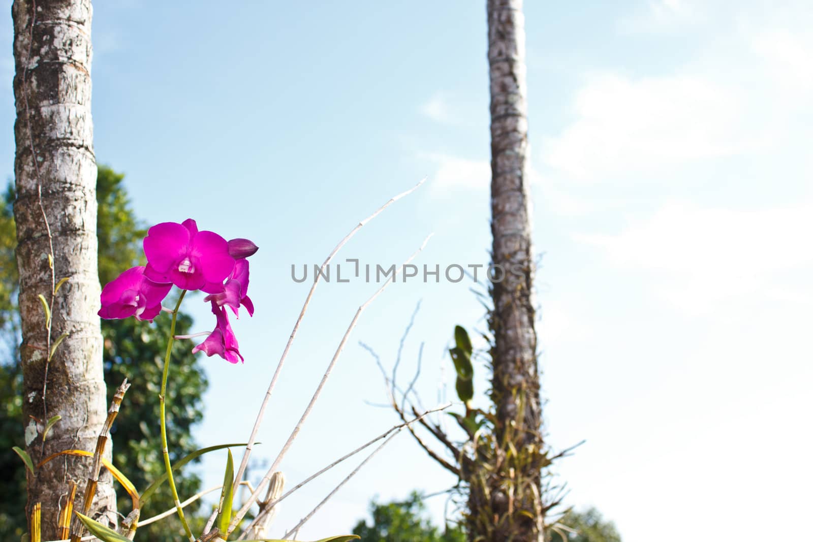 pink orchid in the garden