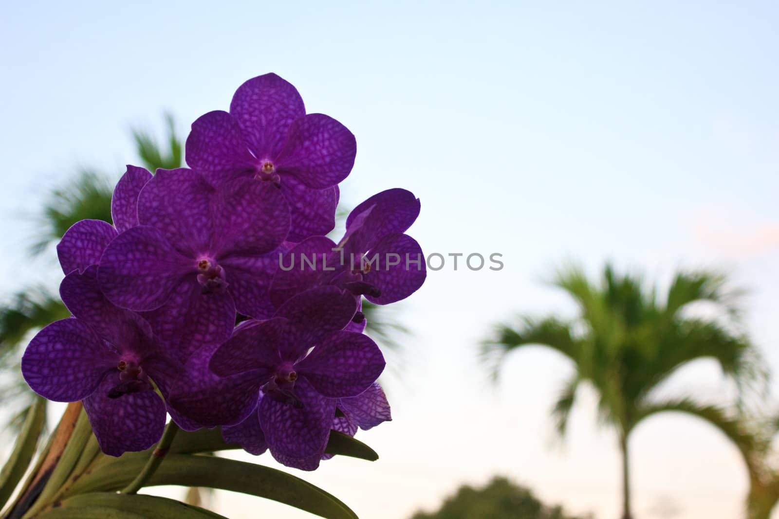 purple orchid in the garden