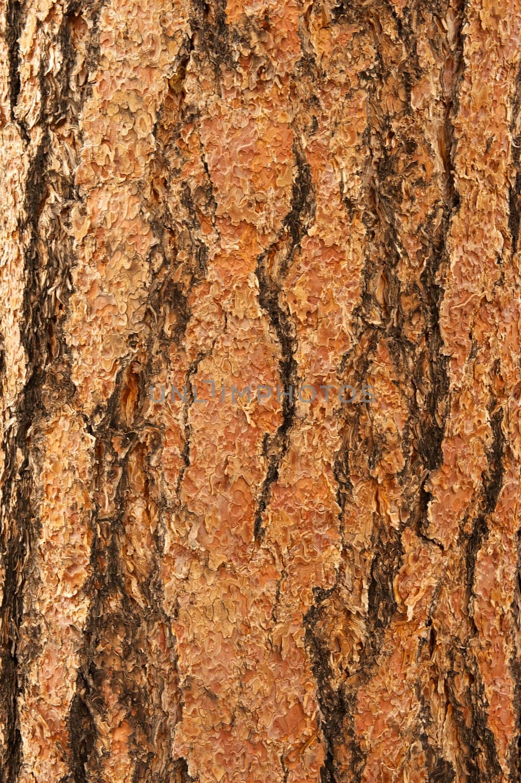 Ponderosa Pine Bark Vertical by pixelsnap