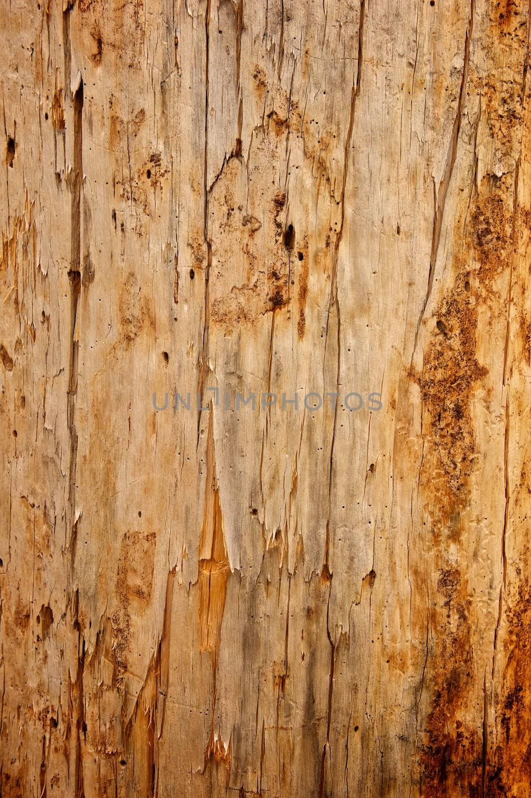 Tree Stripped of Bark Background by pixelsnap