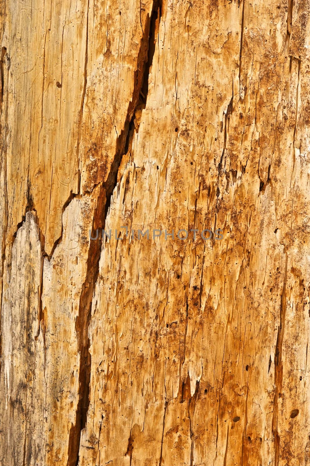 Tree Trunk Surface With Cracks by pixelsnap