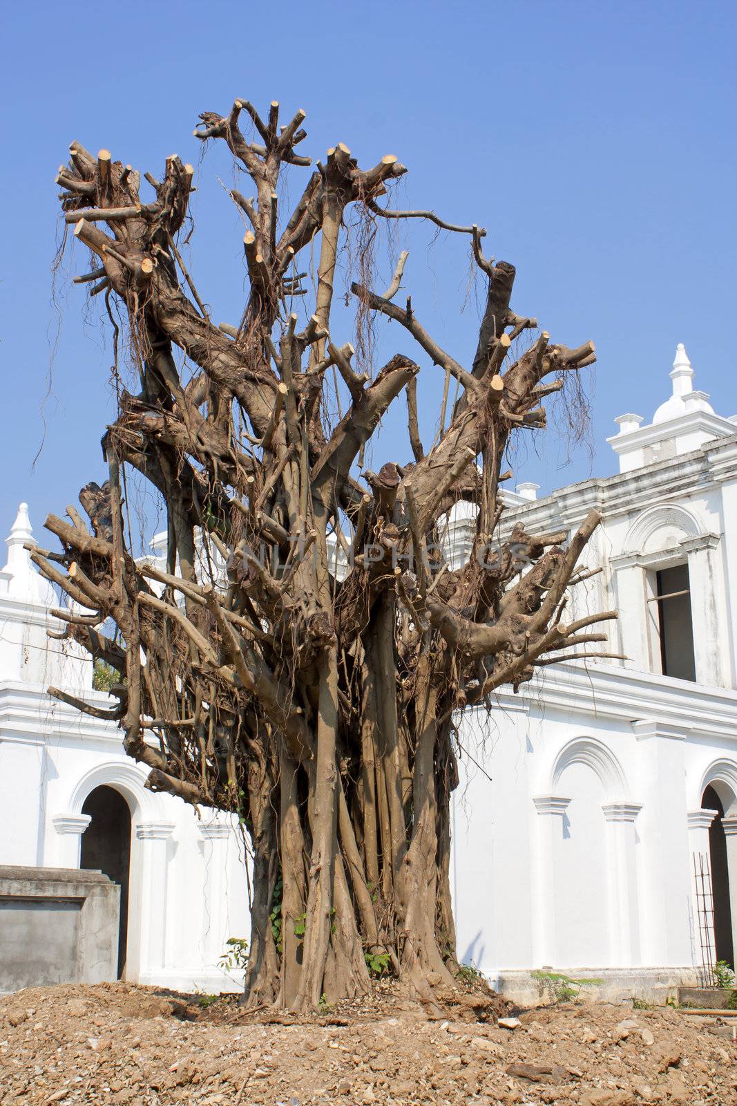 Leafless tree trimming, planting new migration.