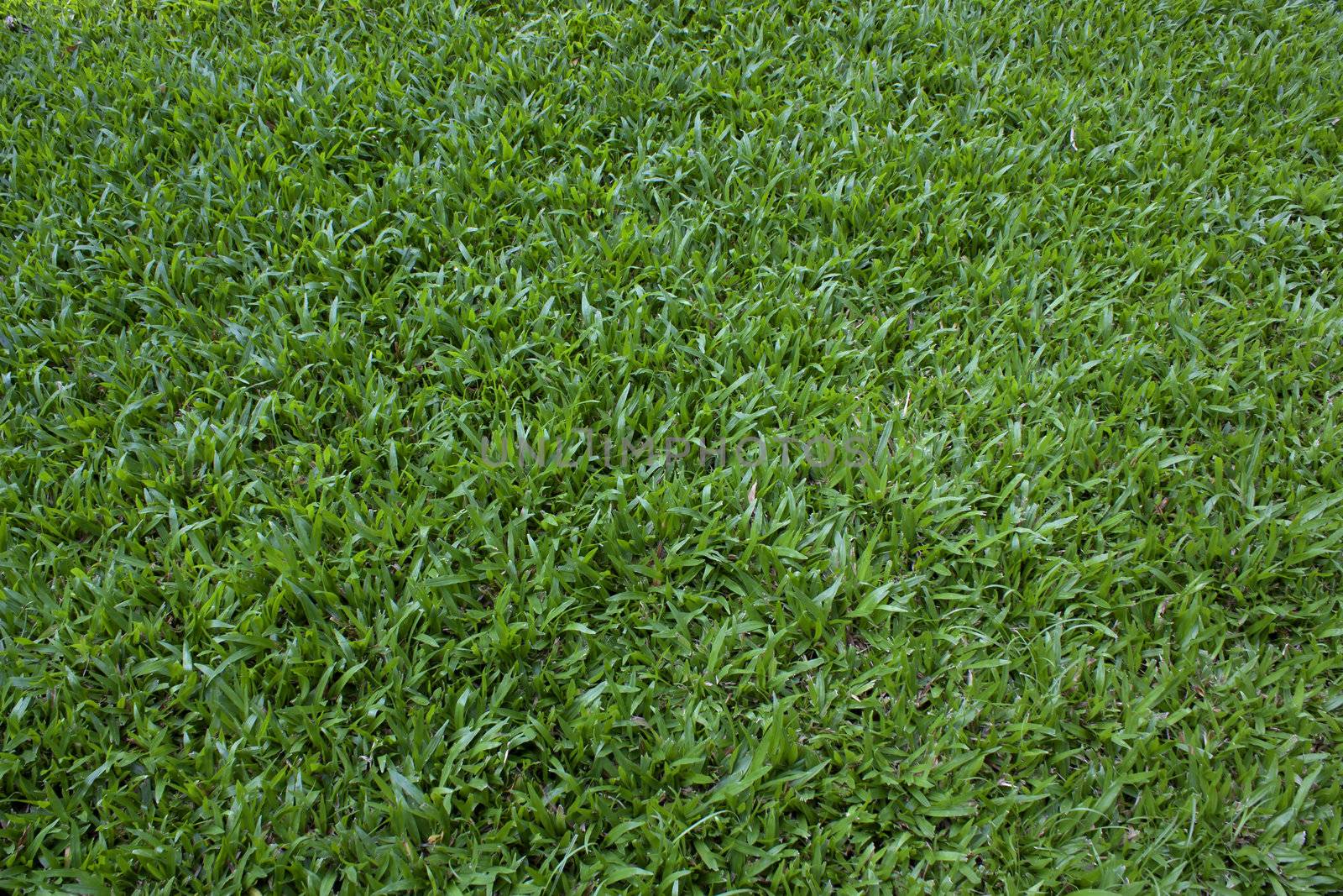 	grass by janniwet
