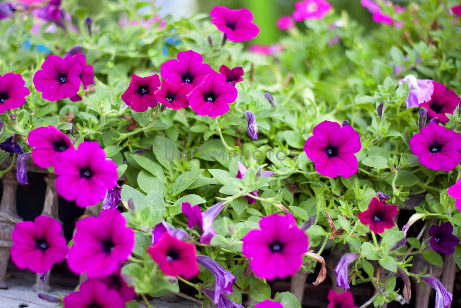 Purple flowers in full bloom beautiful sunlight.