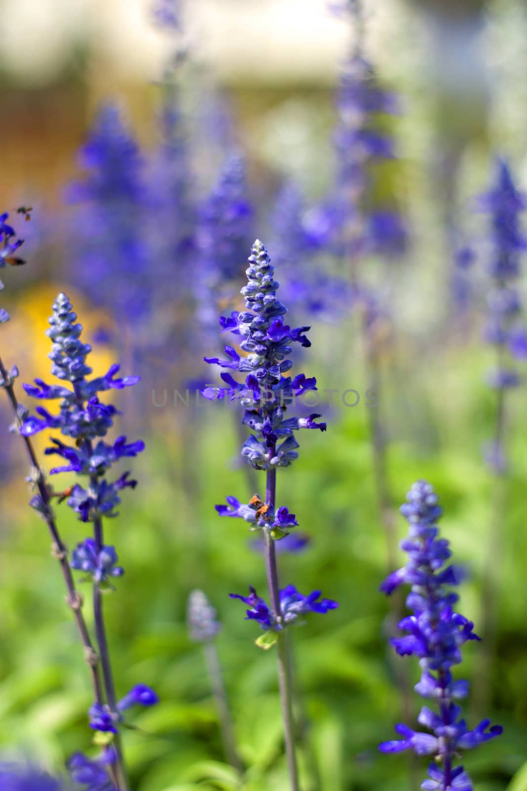 Purple flowers in full bloom beautiful sunlight.