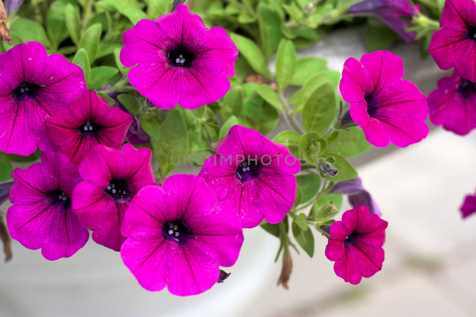 Purple flowers in full bloom beautiful sunlight.